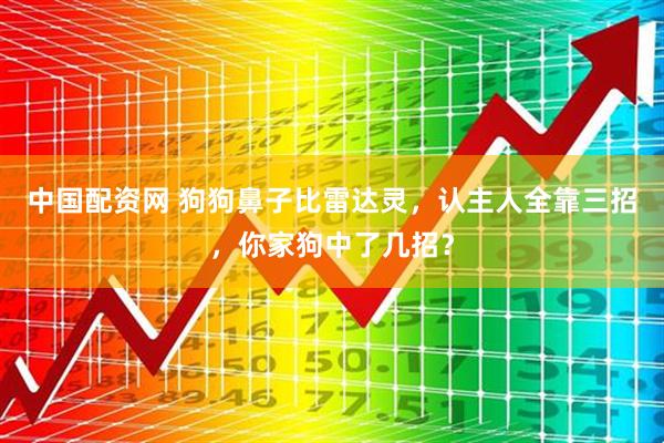 中国配资网 狗狗鼻子比雷达灵，认主人全靠三招，你家狗中了几招？